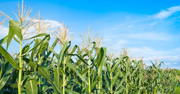 China develops gene-editing method to reduce corn plant height
