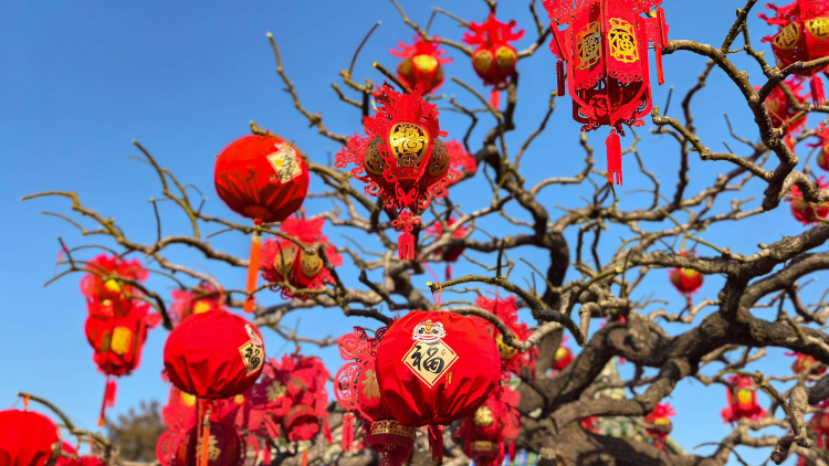 Xi sends Chinese New Year card in return to friends in Iowa, U.S.
