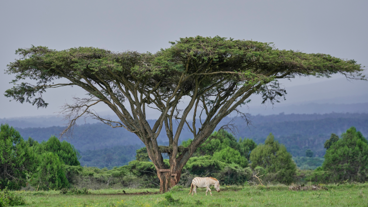 China, Kenya commit to protecting habitats, advancing green transition