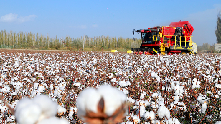 China cotton association rejects US forced labour claims