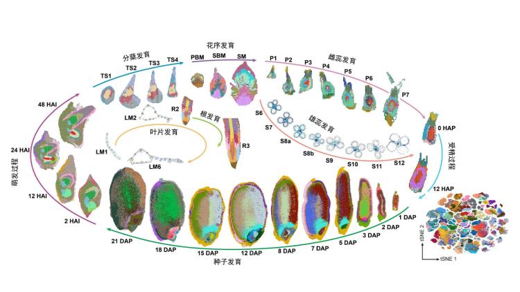 Chinese scientists develop rice’s full-lifecycle cell atlas