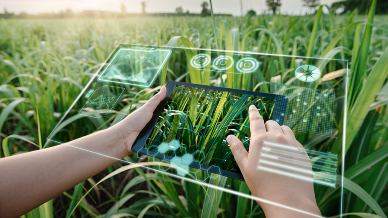How AI is redefining precision farming in China